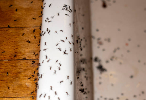 Best Ant Control Services  in Bishopville, SC